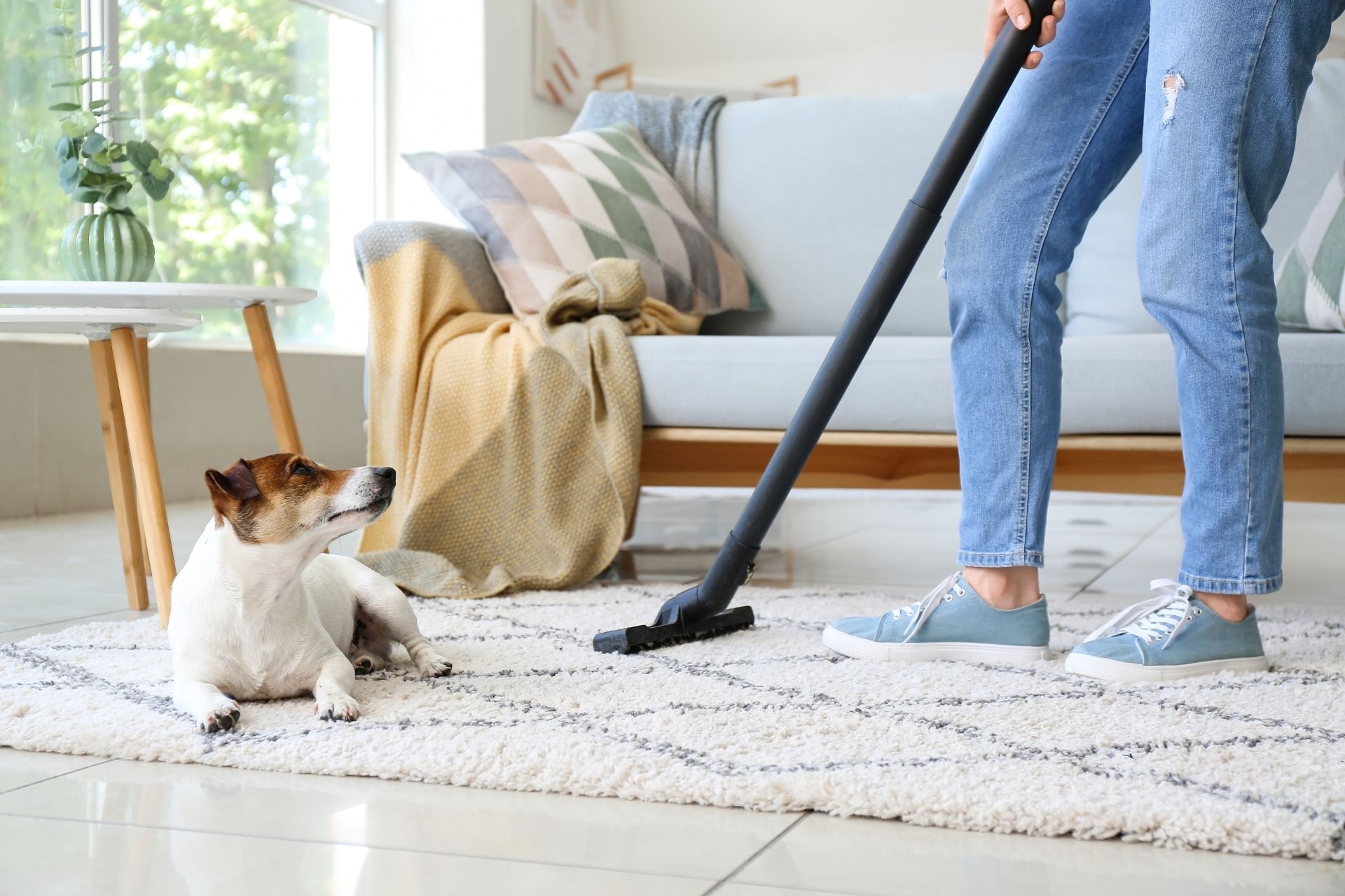 Dog in living room woman vacuuming rug with couch and plant in background